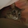 needlepaws